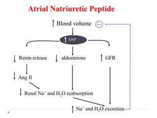 Atrial Natriuretic Peptide (ANP)
Blood volume
Renal Na+ and H2O reabsorption
Renin release aldosterone GFR
Ang II
Na+ and H2O excretion
ANP
 