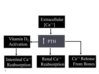 Control of Ca++ by Parathyroid
Hormone
Extracellular
[Ca++]
PTH
Renal Ca++
Reabsorption
Intestinal Ca++
Reabsorption
Ca++ Release
From Bones
Vitamin D3
Activation
 