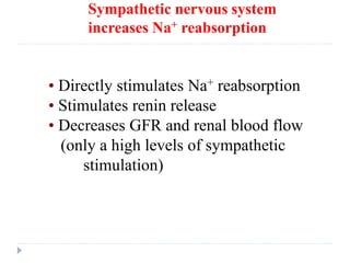 Sympathetic nervous system
increases Na+ reabsorption
• Directly stimulates Na+ reabsorption
• Stimulates renin release
• Decreases GFR and renal blood flow
(only a high levels of sympathetic
stimulation)
 