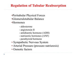 Regulation of Tubular Reabsorption
•Peritubular Physical Forces
•Glomerulotubular Balance
•Hormones
- aldosterone
- angiotensin II
- antidiuretic hormone (ADH)
- natriuretic hormones (ANF)
- parathyroid hormone
• Sympathetic Nervous System
• Arterial Pressure (pressure natriuresis)
• Osmotic factors
 