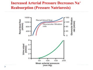 Increased Arterial Pressure Decreases Na+
Reabsorption (Pressure Natriuresis)
 