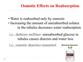 Osmotic Effects on Reabsorption
• Water is reabsorbed only by osmosis
• Increasing the amount of unreabsorbed solutes
in the tubules decreases water reabsorption
i.e., diabetes mellitus: unreabsorbed glucose in
tubules causes diuresis and water loss
i.e., osmotic diuretics (mannitol)
 