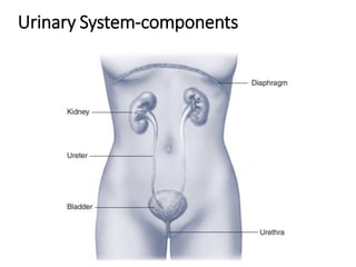 Urinary System-components
 