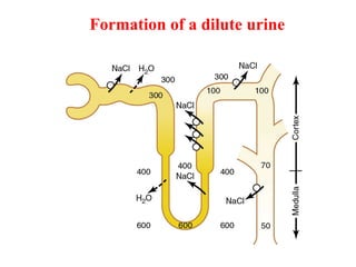Formation of a dilute urine
 