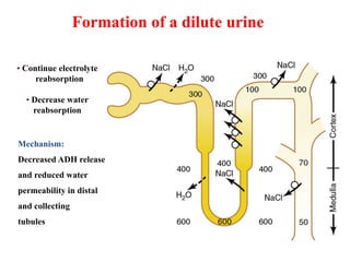 • Continue electrolyte
reabsorption
• Decrease water
reabsorption
Mechanism:
Decreased ADH release
and reduced water
permeability in distal
and collecting
tubules
Formation of a dilute urine
 