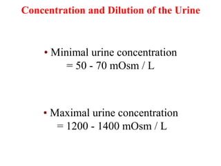 Concentration and Dilution of the Urine
• Maximal urine concentration
= 1200 - 1400 mOsm / L
• Minimal urine concentration
= 50 - 70 mOsm / L
 