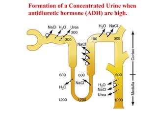 Formation of a Concentrated Urine when
antidiuretic hormone (ADH) are high.
 