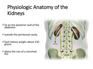 Physiologic Anatomy of the
Kidneys
lie on the posterior wall of the
abdomen
outside the peritoneal cavity
Each kidney weighs about 150
grams
about the size of a clenched
fist.
 