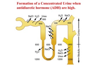 Formation of a Concentrated Urine when
antidiuretic hormone (ADH) are high.
 