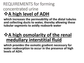 REQUIREMENTS for forming
concentrated urine
A high level of ADH
which increases the permeability of the distal tubules
and collecting ducts to water, thereby allowing these
tubular segments to avidly reabsorb water
A high osmolarity of the renal
medullary interstitial fluid
which provides the osmotic gradient necessary for
water reabsorption to occur in the presence of high
levels of ADH.
 
