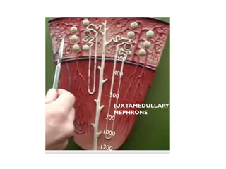 JUXTAMEDULLARY
NEPHRONS
 
