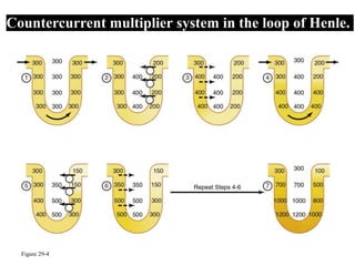 Figure 29-4
Countercurrent multiplier system in the loop of Henle.
 
