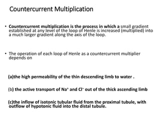 Countercurrent Multiplication
• Countercurrent multiplication is the process in which a small gradient
established at any level of the loop of Henle is increased (multiplied) into
a much larger gradient along the axis of the loop.
• The operation of each loop of Henle as a countercurrent multiplier
depends on
(a)the high permeability of the thin descending limb to water .
(b) the active transport of Na+ and Cl– out of the thick ascending limb
(c)the inflow of isotonic tubular fluid from the proximal tubule, with
outflow of hypotonic fluid into the distal tubule.
 
