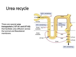 Urea recycle
There are special urea
transporters ( UT A1 and UT A3)
that facilitate urea diffusion across
the luminal and Basolateral
membrane.
 