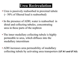 Urea Recirculation
• Urea is passively reabsorbed in proximal tubule
(~ 50% of filtered load is reabsorbed)
• In the presence of ADH, water is reabsorbed in
distal and collecting tubules, concentrating
urea in these parts of the nephron
• The inner medullary collecting tubule is highly
permeable to urea, which diffuses into the
medullary interstitium
• ADH increases urea permeability of medullary
collecting tubule by activating urea transporters (UT A1 and UT A3)
 