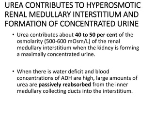 UREA CONTRIBUTES TO HYPEROSMOTIC
RENAL MEDULLARY INTERSTITIUM AND
FORMATION OF CONCENTRATED URINE
• Urea contributes about 40 to 50 per cent of the
osmolarity (500-600 mOsm/L) of the renal
medullary interstitium when the kidney is forming
a maximally concentrated urine.
• When there is water deficit and blood
concentrations of ADH are high, large amounts of
urea are passively reabsorbed from the inner
medullary collecting ducts into the interstitium.
 