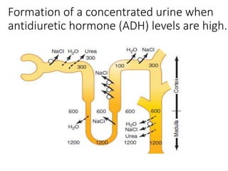 Formation of a concentrated urine when
antidiuretic hormone (ADH) levels are high.
 
