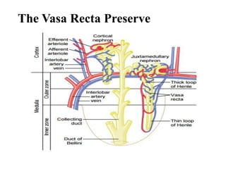 The Vasa Recta Preserve
Hyperosmolarity of Renal Medulla
 