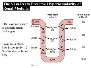 • The vasa recta serve
as countercurrent
exchangers
Figure 29-7
The Vasa Recta Preserve Hyperosmolarity of
Renal Medulla
• Vasa recta blood
flow is low (only 1-2
% of total renal blood
flow)
 
