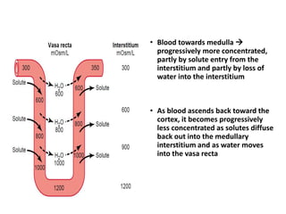 • Blood towards medulla 
progressively more concentrated,
partly by solute entry from the
interstitium and partly by loss of
water into the interstitium
• As blood ascends back toward the
cortex, it becomes progressively
less concentrated as solutes diffuse
back out into the medullary
interstitium and as water moves
into the vasa recta
 