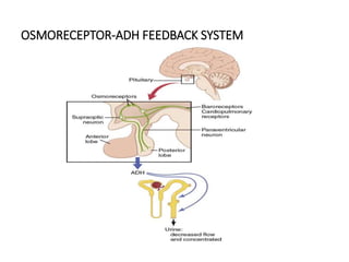 OSMORECEPTOR-ADH FEEDBACK SYSTEM
 