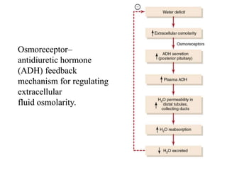 Osmoreceptor–
antidiuretic hormone
(ADH) feedback
mechanism for regulating
extracellular
fluid osmolarity.
 