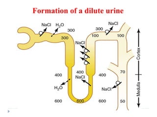 Formation of a dilute urine
 