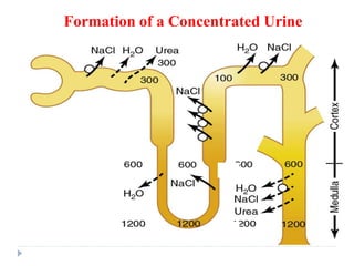 Formation of a Concentrated Urine
 