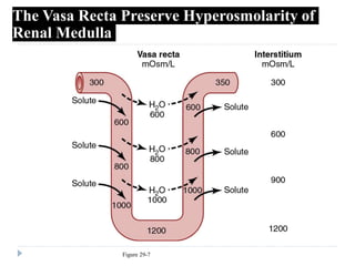 Figure 29-7
The Vasa Recta Preserve Hyperosmolarity of
Renal Medulla
 