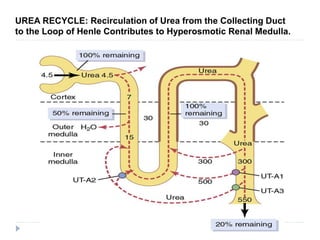 UREA RECYCLE: Recirculation of Urea from the Collecting Duct
to the Loop of Henle Contributes to Hyperosmotic Renal Medulla.
 