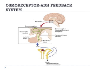OSMORECEPTOR-ADH FEEDBACK
SYSTEM
 