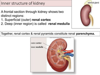 Inner structure of kidney
A frontal section through kidney shows two
distinct regions:
1. Superficial (outer) renal cortex
2. Deep (inner region) is called renal medulla
Together, renal cortex & renal pyramids constitute renal parenchyma.
 