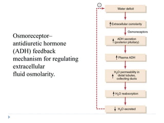 Osmoreceptor–
antidiuretic hormone
(ADH) feedback
mechanism for regulating
extracellular
fluid osmolarity.
 