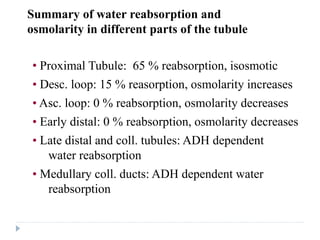 Summary of water reabsorption and
osmolarity in different parts of the tubule
• Proximal Tubule: 65 % reabsorption, isosmotic
• Desc. loop: 15 % reasorption, osmolarity increases
• Asc. loop: 0 % reabsorption, osmolarity decreases
• Early distal: 0 % reabsorption, osmolarity decreases
• Late distal and coll. tubules: ADH dependent
water reabsorption
• Medullary coll. ducts: ADH dependent water
reabsorption
 