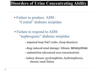 Disorders of Urine Concentrating Ability
• Failure to produce ADH :
“Central” diabetes insipidus
• Failure to respond to ADH:
“nephrogenic” diabetes insipidus
- impaired loop NaCl reabs. (loop diuretics)
- drug induced renal damage: lithium, tetracyclines
- kidney disease: pyelonephritis, hydronephrosis,
chronic renal failure
- malnutrition (decreased urea concentration)
 