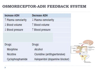OSMORECEPTOR-ADH FEEDBACK SYSTEM
 