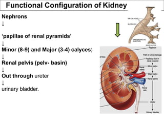 Functional Configuration of Kidney
Nephrons
↓
‘papillae of renal pyramids’
↓
Minor (8-9) and Major (3-4) calyces)
↓
Renal pelvis (pelv- basin)
↓
Out through ureter
↓
urinary bladder.
 