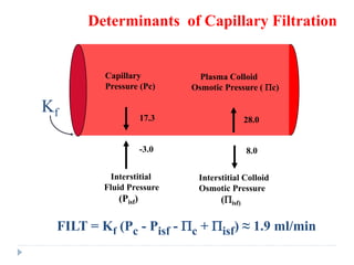 Determinants of Capillary Filtration
FILT = Kf (Pc - Pisf - Pc + Pisf) ≈ 1.9 ml/min
Capillary
Pressure (Pc)
Plasma Colloid
Osmotic Pressure ( Pc)
Interstitial
Fluid Pressure
(Pisf)
Interstitial Colloid
Osmotic Pressure
(Pisf)
Kf 17.3
-3.0
28.0
8.0
 