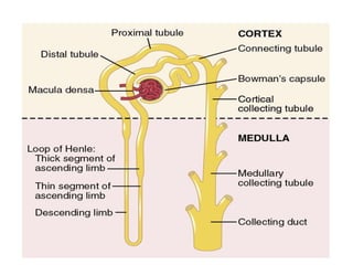 Nephron Tubular Segments
 