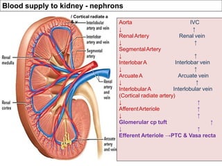 Blood supply to kidney - nephrons
/ Cortical radiate a
& v IVC
↑
Renal vein
↑
Aorta
↓
Renal Artery
↓
SegmentalArtery
↓
InterlobarA
↓
ArcuateA
↓
InterlobularA
↑
Interlobar vein
↑
Arcuate vein
↑
Interlobular vein
↑
↑
↑
↑
(Cortical radiate artery)
↓
AfferentArteriole
↓
Glomerular cp tuft
↓ ↑
Efferent Arteriole →PTC & Vasa recta
 