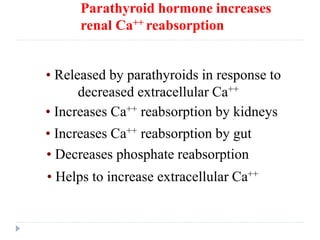 Parathyroid hormone increases
renal Ca++ reabsorption
• Released by parathyroids in response to
decreased extracellular Ca++
• Increases Ca++ reabsorption by kidneys
• Increases Ca++ reabsorption by gut
• Decreases phosphate reabsorption
• Helps to increase extracellular Ca++
 