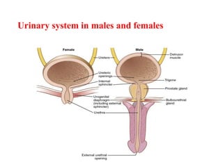Urinary system in males and females
 