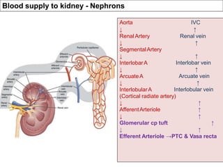 IVC
↑
Renal vein
↑
Aorta
↓
Renal Artery
↓
SegmentalArtery
↓
InterlobarA
↓
ArcuateA
↓
InterlobularA
↑
Interlobar vein
↑
Arcuate vein
↑
Interlobular vein
↑
↑
↑
↑
(Cortical radiate artery)
↓
AfferentArteriole
↓
Glomerular cp tuft
↓ ↑
Efferent Arteriole →PTC & Vasa recta
Blood supply to kidney - Nephrons
 