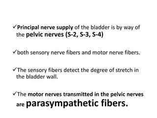 Principal nerve supply of the bladder is by way of
the pelvic nerves (S-2, S-3, S-4)
both sensory nerve fibers and motor nerve fibers.
The sensory fibers detect the degree of stretch in
the bladder wall.
The motor nerves transmitted in the pelvic nerves
are parasympathetic fibers.
 