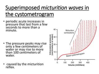 Superimposed micturition waves in
the cystometrogram
• periodic acute increases in
pressure that last from a few
seconds to more than a
minute.
• The pressure peaks may rise
only a few centimeters of
water or may rise to more
than 100 centimeters of
water.
• caused by the micturition
reflex.
 