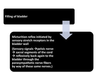 Filling of bladder
Micturition reflex initiated by
sensory stretch receptors in the
bladder wall
(Sensory signals pelvic nerve
 sacral segments of the cord
 reflexively back again to the
bladder through the
parasympathetic nerve fibers
by way of these same nerves.)
 