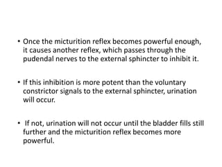 • Once the micturition reflex becomes powerful enough,
it causes another reflex, which passes through the
pudendal nerves to the external sphincter to inhibit it.
• If this inhibition is more potent than the voluntary
constrictor signals to the external sphincter, urination
will occur.
• If not, urination will not occur until the bladder fills still
further and the micturition reflex becomes more
powerful.
 
