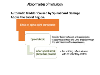 Abnormalitiesofmicturition
Effect of spinal cord transection:
Spinal shock:
• bladder becomesflaccid and unresponsive
• It becomesoverfilled and urine dribbles through
the sphincters(overflow incontinence).
After spinal shock
phasehas passed
• thevoiding reflex returns
with novoluntarycontrol.
Automatic Bladder Caused by Spinal Cord Damage
Above the Sacral Region.
 