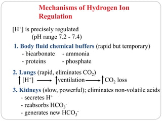 Mechanisms of Hydrogen Ion
Regulation
[H+] is precisely regulated
(pH range 7.2 - 7.4)
1. Body fluid chemical buffers (rapid but temporary)
- bicarbonate - ammonia
- proteins - phosphate
2. Lungs (rapid, eliminates CO2)
[H+] ventilation CO2 loss
3. Kidneys (slow, powerful); eliminates non-volatile acids
- secretes H+
- reabsorbs HCO3
-
- generates new HCO3
-
 