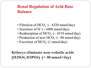 Renal Regulation of Acid-Base
Balance
• Filtration of HCO3
- (~ 4320 mmol/day)
• Secretion of H+ (~ 4400 mmol/day)
• Reabsorption of HCO3
- (~ 4319 mmol/day)
• Production of new HCO3
- (~ 80 mmol/day)
• Excretion of HCO3
- (1 mmol/day)
Kidneys eliminate non-volatile acids
(H2SO4, H3PO4) (~ 80 mmol/day)
 
